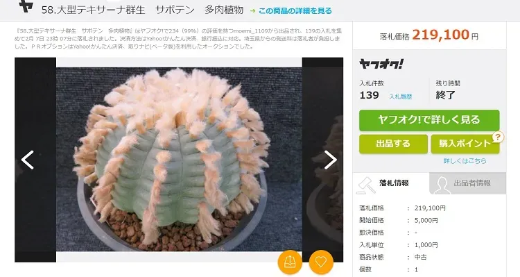 【衝撃】多肉植物 高額ランキング！驚愕の希少種とその理由を徹底解説